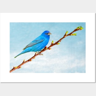 Indigo Bunting Bird Posters and Art